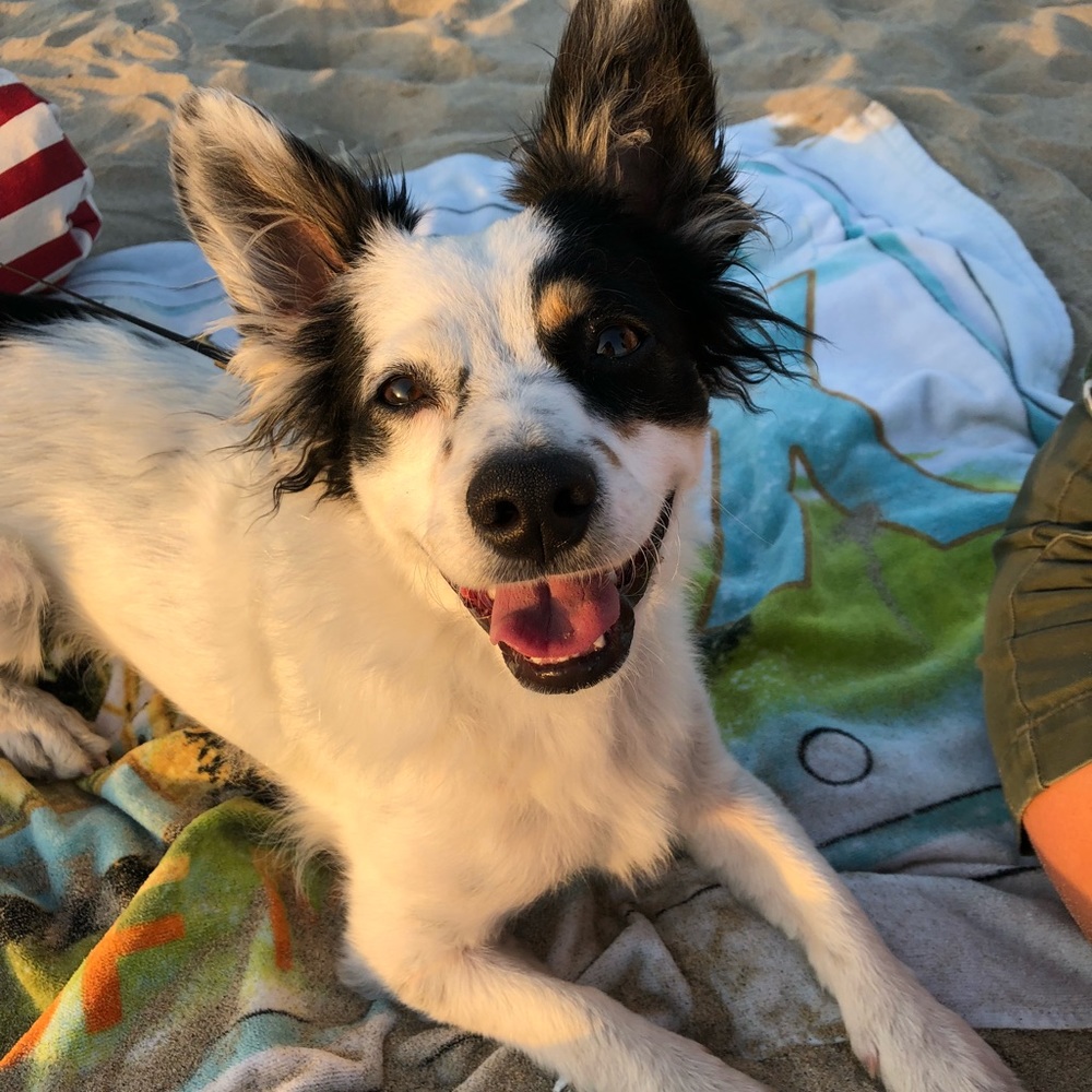 Meet your Posher, Amy